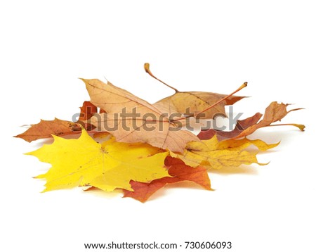Maple leaves on a white background.