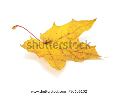 Maple leaf on a white background.