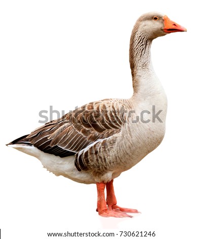 Closeup shot of big grey adult goose, isolated on white background Royalty-Free Stock Photo #730621246
