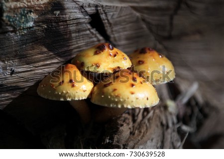 Picture of a wild forest mushroom in the woods in Serbia in fall.