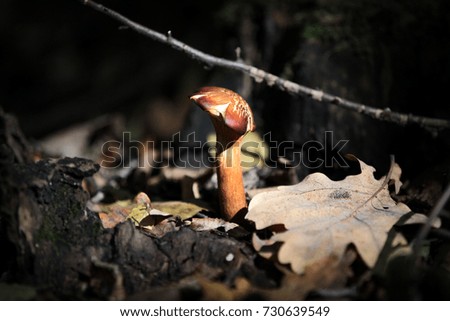 Picture of a wild forest mushroom in the woods in Serbia in fall.