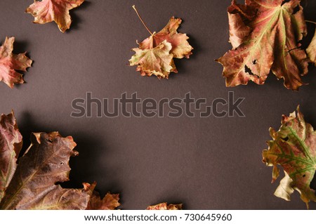 Foliage maple leaves on a brown background. Top view. 