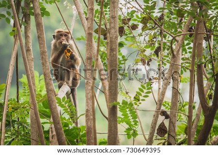 monkey sitting in a tree and  eating banana
