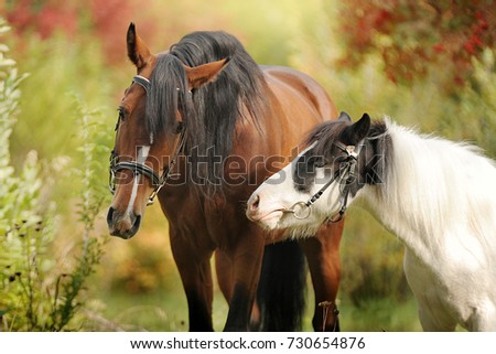 Two horses in autumn trees