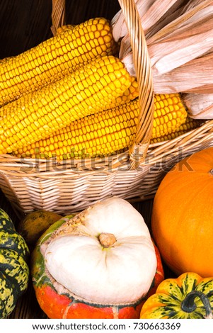 Autumn Thanksgiving motive with a basket full with corn cobs and different colorful pumpkins on a rustic wooden background