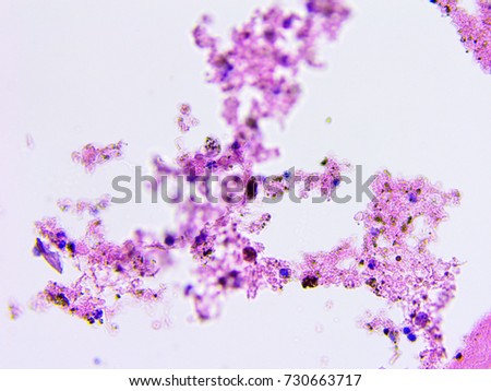 Human tissue microscopic photography