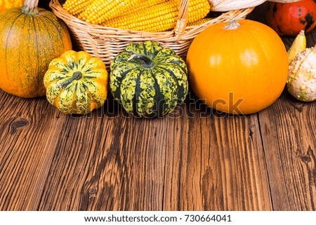 Autumn harvest festival motive with two different gorgonzola pumpkins and others in front of a basket with corn cobs on a rustic wooden background with copy space in the lower area of the picture