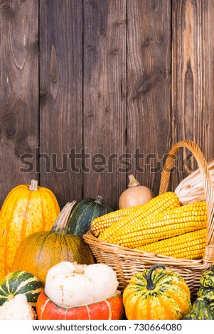 Autumn Thanksgiving motive with a basket full with corn cobs and different colorful pumpkins on an old rustic wooden background with copy space in the upper area of the picture