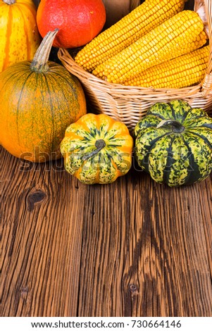 Autumn harvest festival motive with two different gorgonzola pumpkins and others in front of a basket with corn cobs on a rustic wooden background with copy space in the lower area of the picture