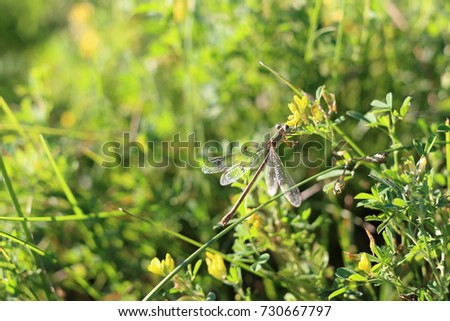 A macro of a dragonfly in the grass. A wonderful bright picture with rays of the sun and beautiful insects