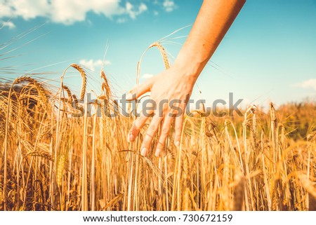 Vintage picture of man's hand and rye spikelets