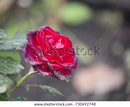 scorched rose