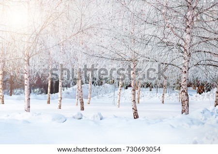 Young birches covered with snow and hoarfrost in the snowy winter park with in frosty sun day