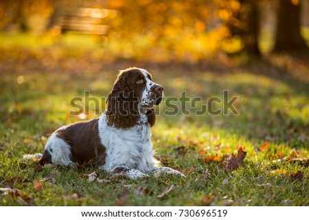 Sitting English cocker spaniel. Autumn background. Royalty-Free Stock Photo #730696519