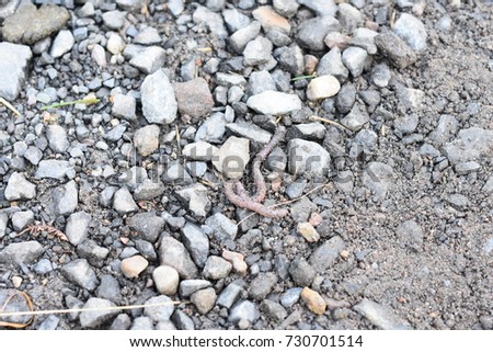 A worm in the gravel