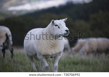 sheep standing tall