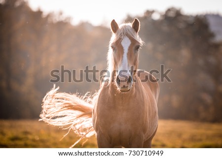 Slender haflinger horse with white blaze on nose, swinging its tail during sun day. Blurred forest, blue sky and green grass field.