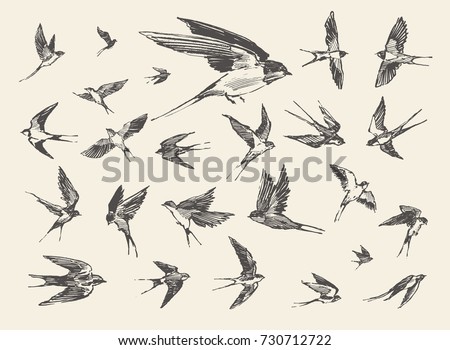 A flock of birds, flying swallows, hand drawn vector illustration, sketch