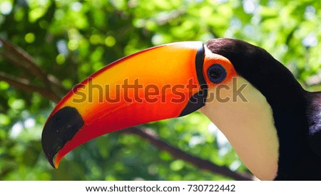 Iguassu Falls Bird Park in Brazil