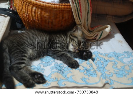 Oncilla Kitten sleeping with peace of mind. Do not worry that someone will be harmed by lying in a safe place.