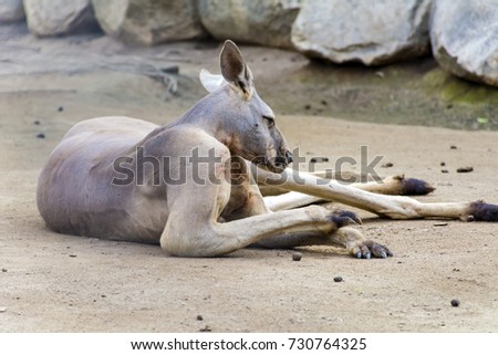 kangaroo relaxing in a zoo