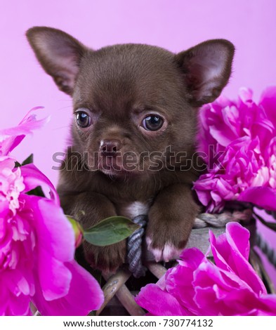 chihuahua puppy on a pink background