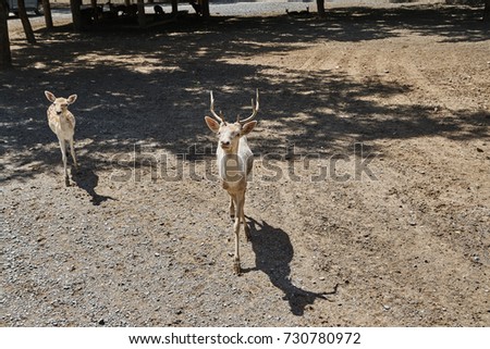 a deer in safari