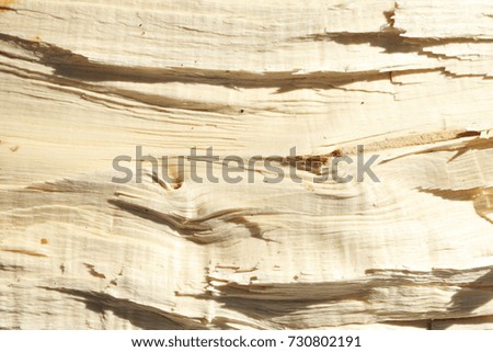 wooden texture on a storm damaged tree trunk