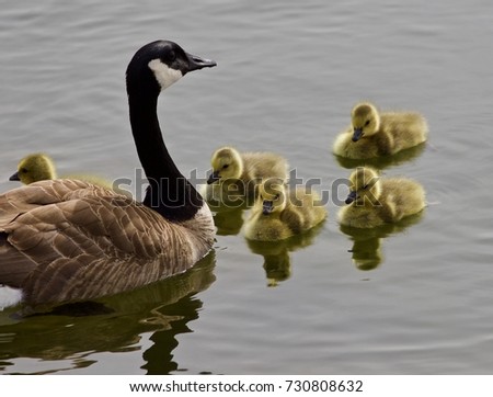 Beautiful isolated photo of a young family of Canada geese