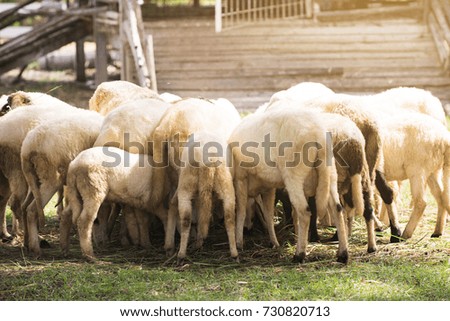 Goat feeding in farm.