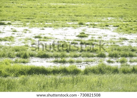 flooded green meadow with water