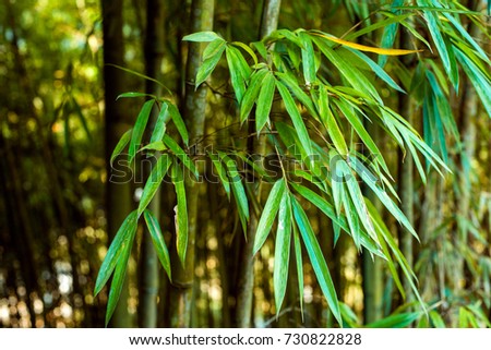 bamboo eco material, bamboo natural background