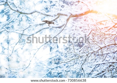 Detail of frozen tree branches with raven bird. Abstract christmas background with copy-space for text.