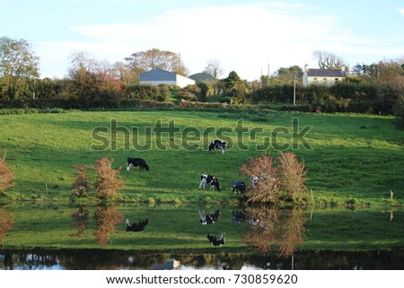 Cows in the meadow along Ilen river Skibbereen West Cork, Ireland
