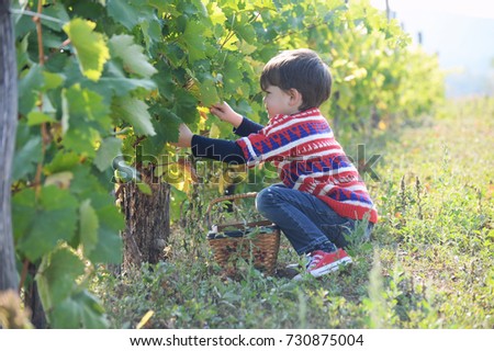 Child taking grapes from vine in autumn. Little boy in vineyard