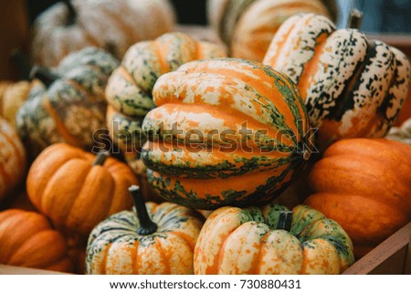 Close up on pumpkins in the basket