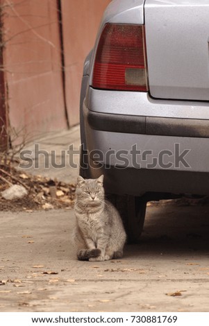 cat resting near a car, looking to the right side