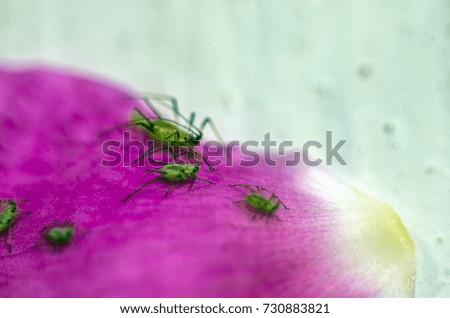 aphids on a rose luster
