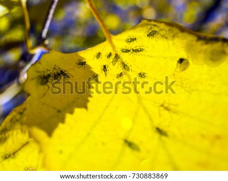 aphids on yellow birch leaves