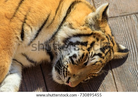 Sleeping baby tiger