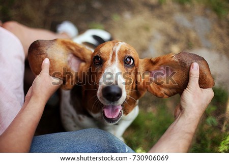 Happy dog  basset hound with ears up.   Beautiful kind dog. Pets Royalty-Free Stock Photo #730906069