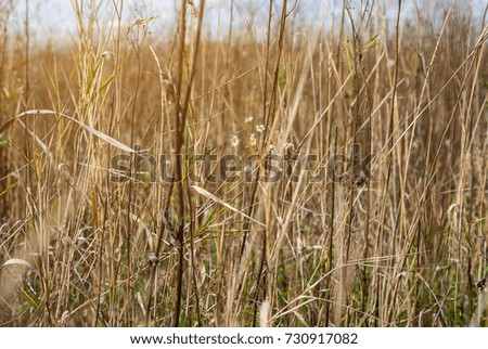 Yellow dry grass in the field