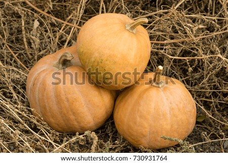 Tasty pumpkin for humans and animals in the grass