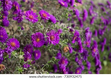 Purple Meadow flowers. Slovakia