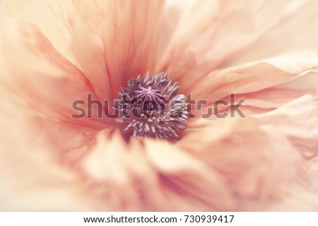 Tender poppy flower close up. Pastel colors.