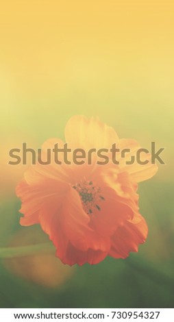 Blurred image, yellow cosmos flower with retro film filter color tone for nature background