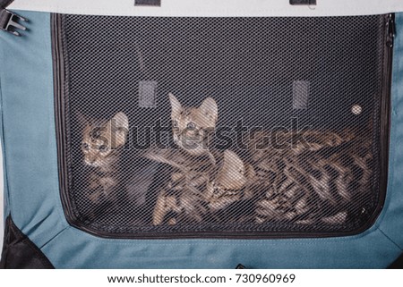 bengal cats leopard kitten