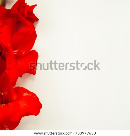 Border frame made of red gladiolus on a white background. Place for your design, text, etc.