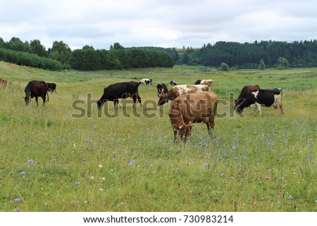 beautiful healthy cows graze in a landscape area. Cows on the hill. Bright and juicy rustic landscape with cattle. Feeding and breeding of farm animals. cattle for a walk in the summer outdoors