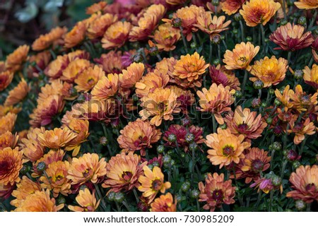Orange chrysanthemum blooming in autumn garden